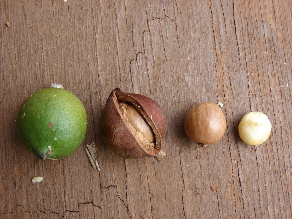 Австралийский орех и его название