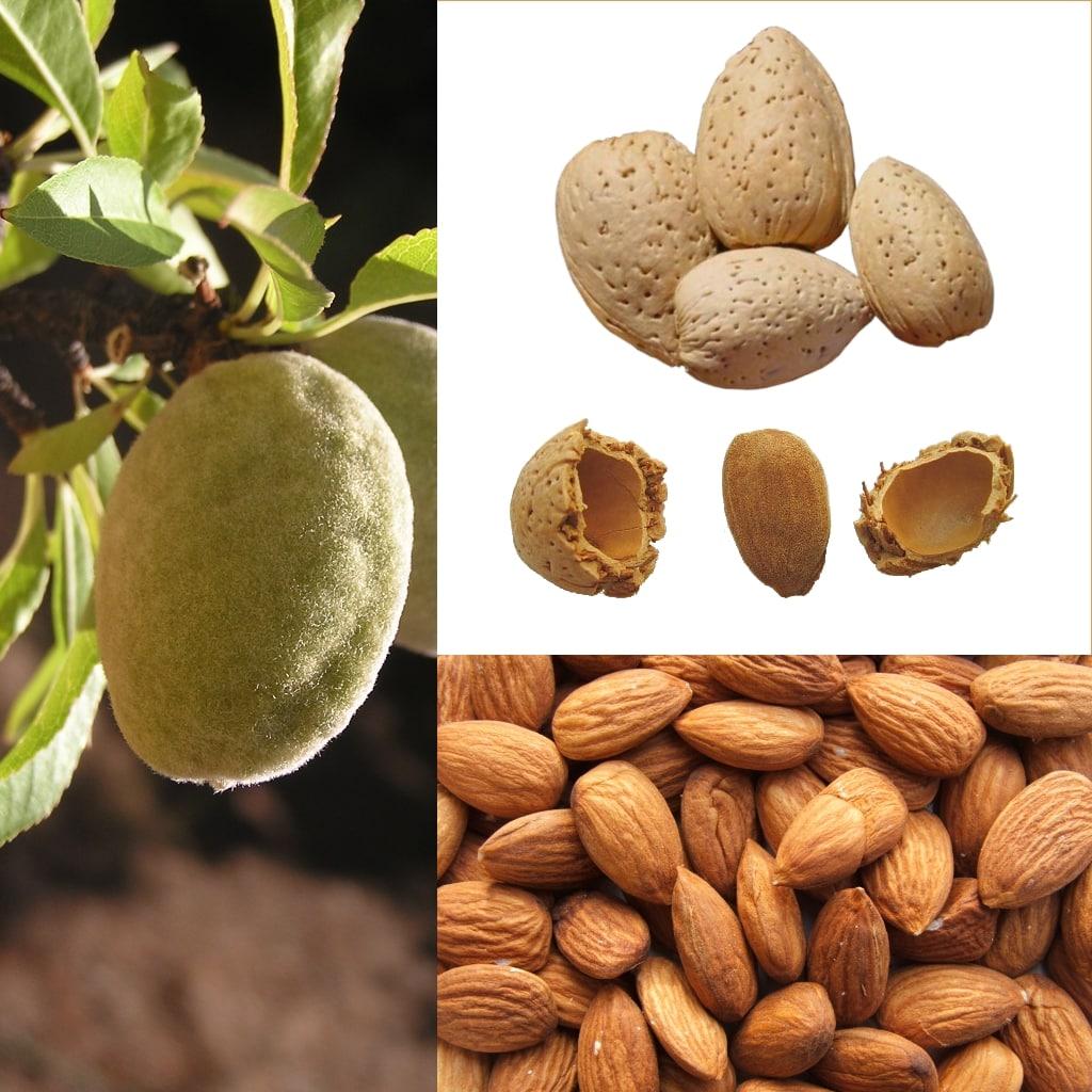 Состав миндального ореха