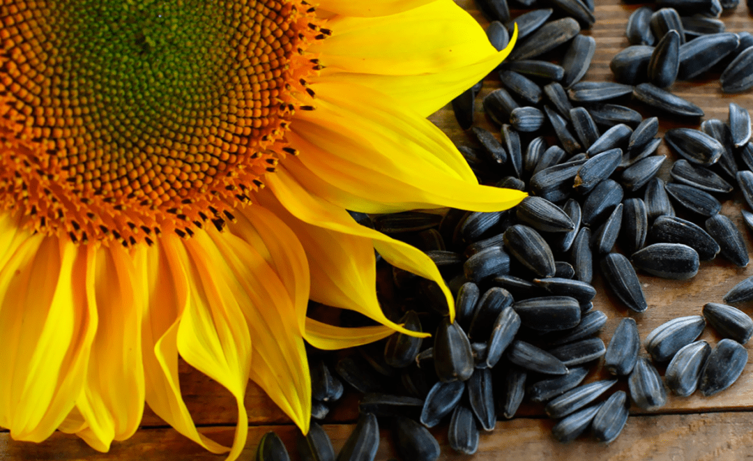 Семечки подсолнуха при грудном вскармливании