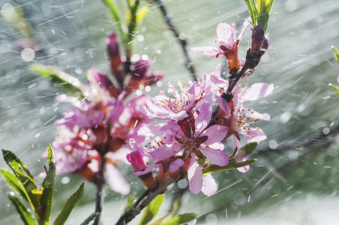 Цветы миндаля