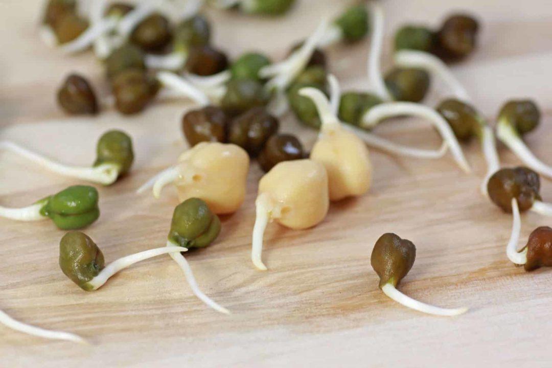 Польза ростков нута